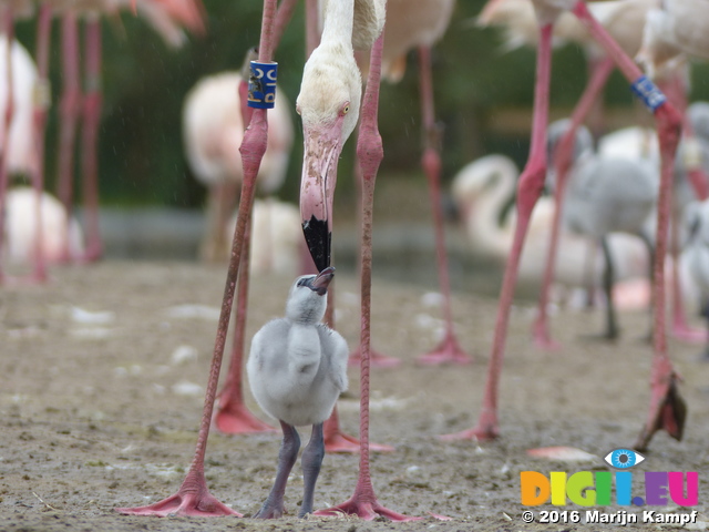 FZ029863 Adult Greater flamingo and chick (Phoenicopterus roseus)